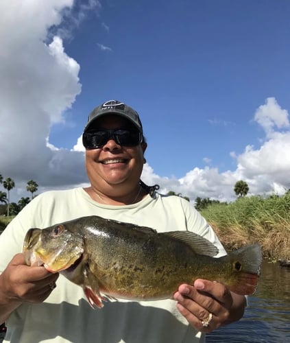 Peacock Bass Trophy Hunt In Delray Beach