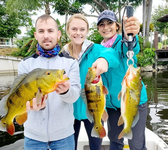 Peacock Bass Trophy Hunt In Delray Beach