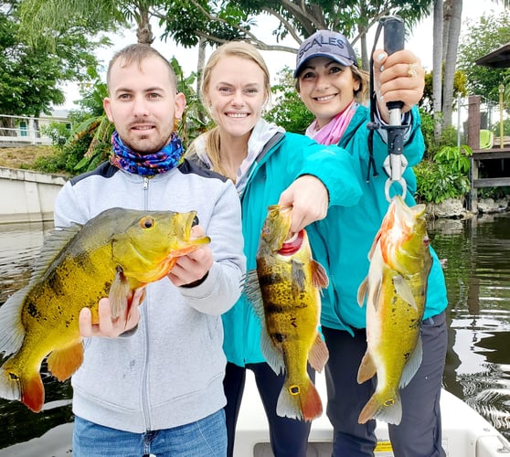 Peacock Bass Trophy Hunt In Delray Beach