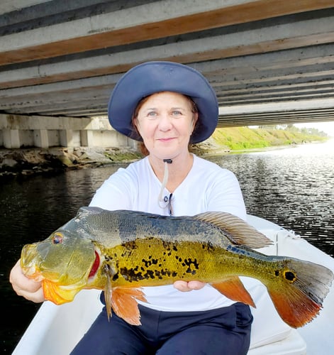 Peacock Bass Trophy Hunt In Delray Beach