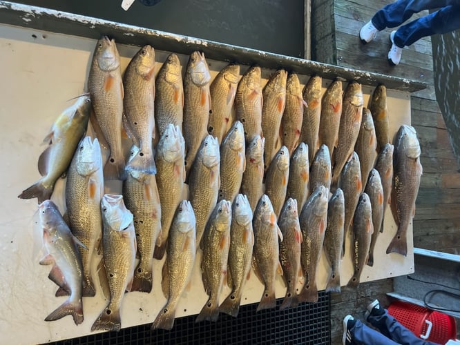 "Cajun Classic" Redfish Trip In Buras