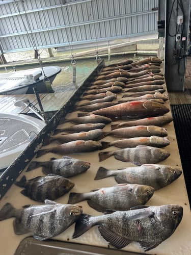 "Cajun Classic" Redfish Trip In Buras