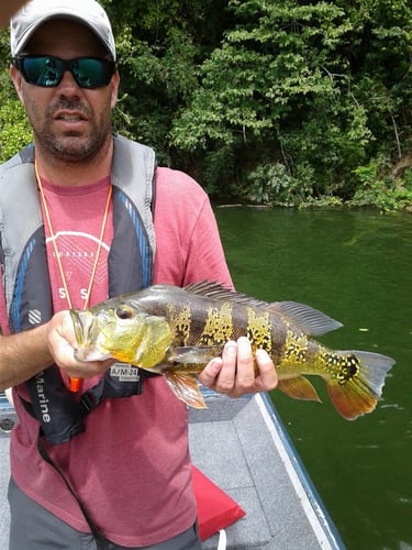 Puerto Rico Peacock Bass Slam In Vega Baja