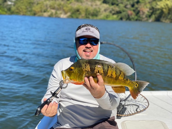 Puerto Rico Peacock Bass Slam In Vega Baja