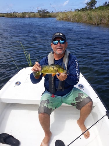 Puerto Rico Peacock Bass Slam In Vega Baja