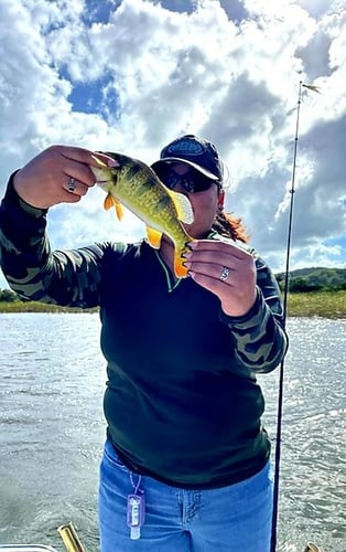 Puerto Rico Peacock Bass Slam In Vega Baja