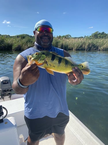 Puerto Rico Peacock Bass Slam In Vega Baja