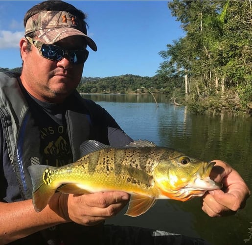 Puerto Rico Peacock Bass Slam In Vega Baja