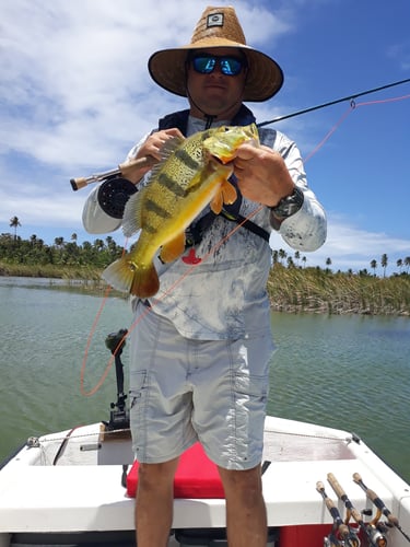 Puerto Rico Peacock Bass Slam In Vega Baja