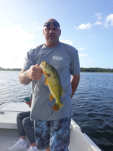 Puerto Rico Peacock Bass Slam In Vega Baja