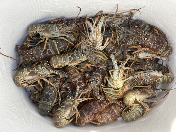 Keys Lobstering Trip In Marathon