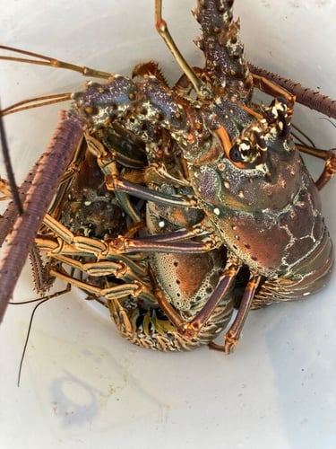 Keys Lobstering Trip In Marathon