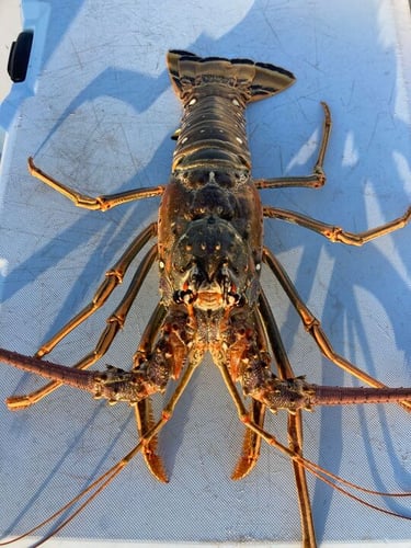 Keys Lobstering Trip In Marathon
