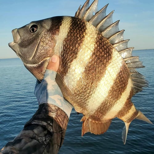 Venice Inshore Action In Boothville-Venice