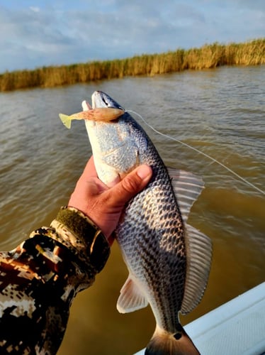 Venice Epic Inshore Fishing In Boothville-Venice