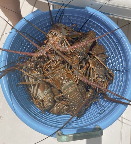 Islamorada Offshore Experience In Islamorada