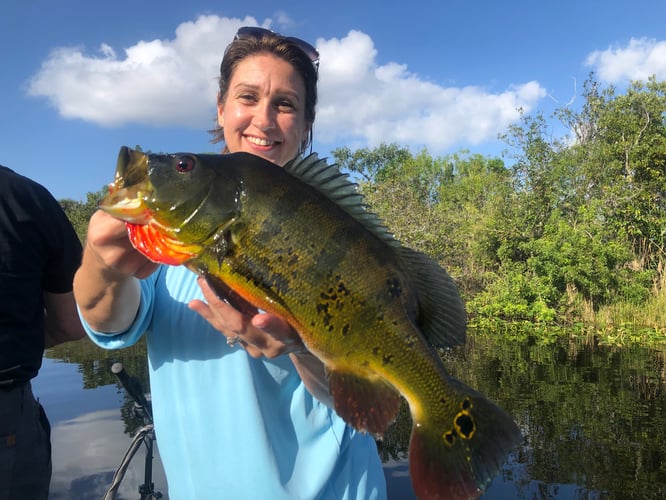 Everglades Peacock Bass/Largemouth In Fort Lauderdale