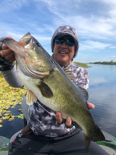 Everglades Peacock Bass/Largemouth In Fort Lauderdale