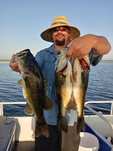 Lake Toho Largemouth Bass Run In Kissimmee