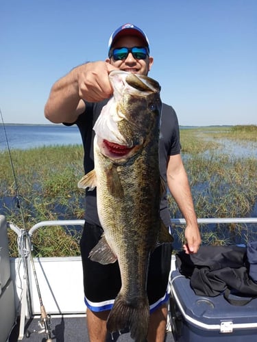 Lake Toho Largemouth Bass Run In Kissimmee