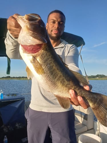 Lake Toho Largemouth Bass Run In Kissimmee