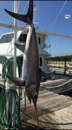 Islamorada Swordfish Big Game Hunt In Islamorada