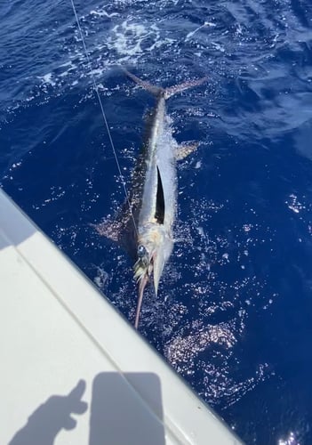 Islamorada Swordfish Big Game Hunt In Islamorada