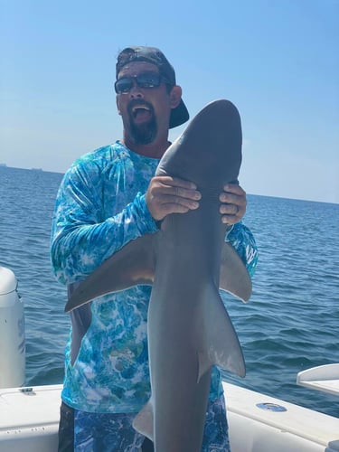 Galveston Shark Trip In Galveston
