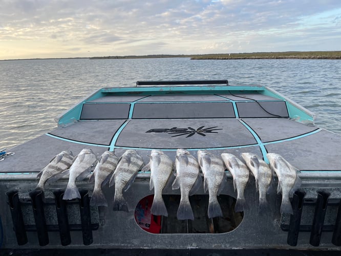 Rockport Redfish And Black Drum In Rockport