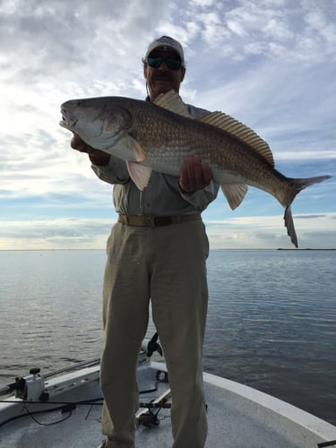 Bayou Speckled Trout Special in Port Sulphur