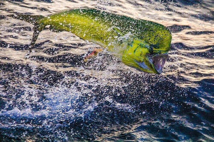 Finger Banks Trip - 43' Riviera In Cabo San Lucas