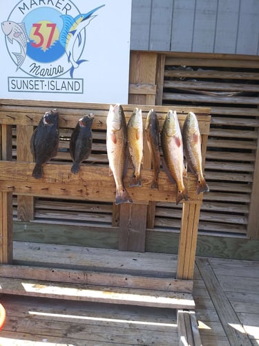 Coastal Bend Live Action! In Port Aransas