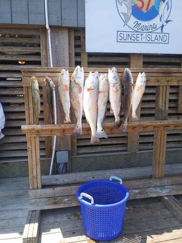 Coastal Bend Live Action! In Port Aransas