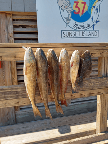 Coastal Bend Live Action! In Port Aransas