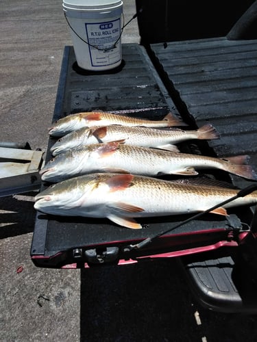 Coastal Bend Live Action! In Port Aransas