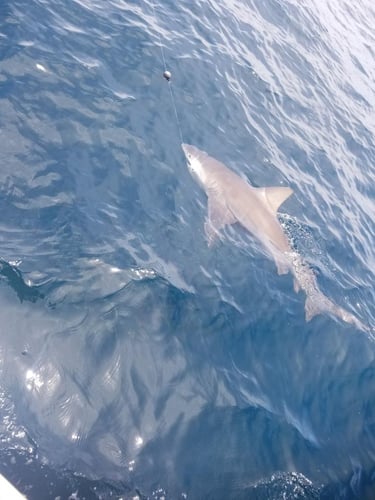 Panama City Shark Spectacular In Panama City