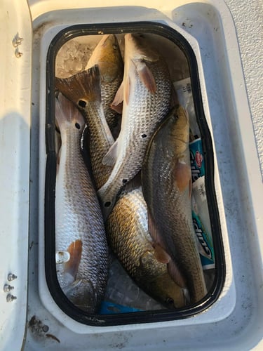 Laguna Madre Adventure in South Padre Island