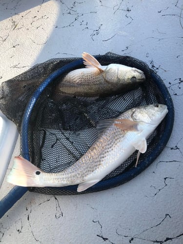 Laguna Madre Adventure in South Padre Island