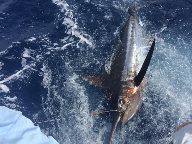 Gulf Stream Trolling In Hilton Head Island