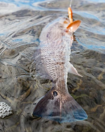 Estero Bay Backcountry In Cape Coral