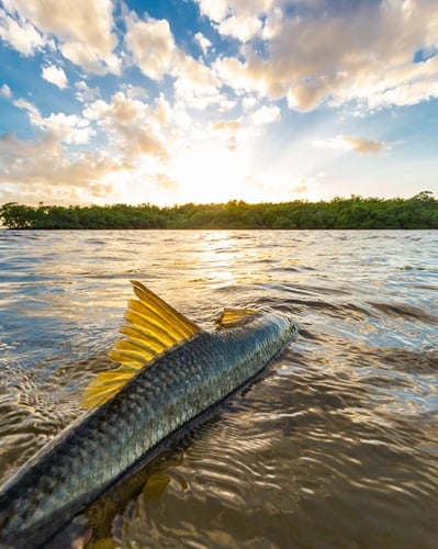 Estero Bay Backcountry In Cape Coral