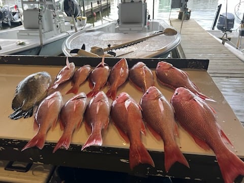 "Cajun Classic" Red Snapper Trip In Boothville-Venice