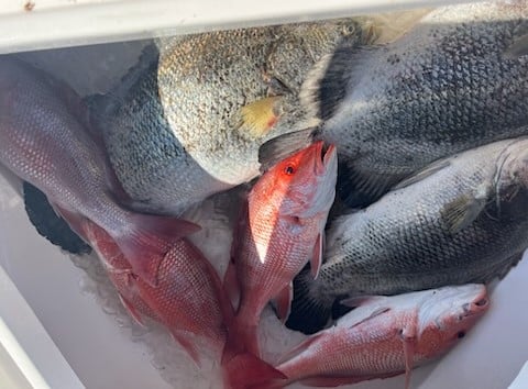 "Cajun Classic" Tripletail Trip In Buras