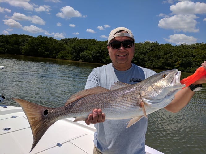 Tarpon Springs Special In Holiday