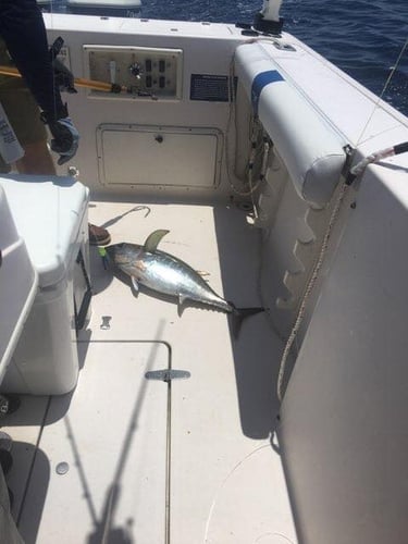 Nearshore Bluefin Special in Sealevel