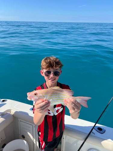 Limits And Trophies 50-80 Miles Offshore In Marco Island