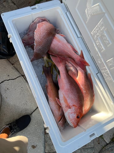 Limits And Trophies 80 Miles Offshore In Marco Island