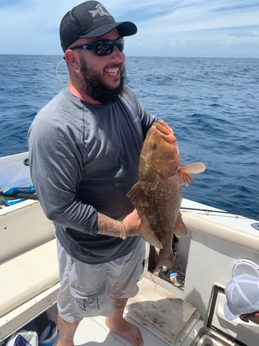 Limits And Trophies 50-80 Miles Offshore In Marco Island