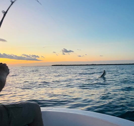 Tampa Tarpon Fishing In Tampa