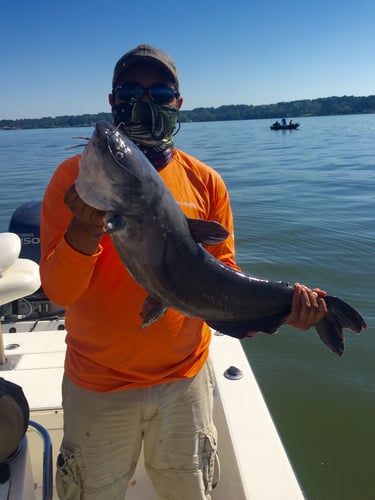 Big Ol' Flathead Catfish Catch In Livingston